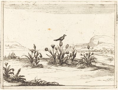 Pájaro posado en un cardo de Jacques Callot