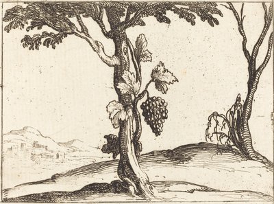 Racimo de Uvas de Jacques Callot