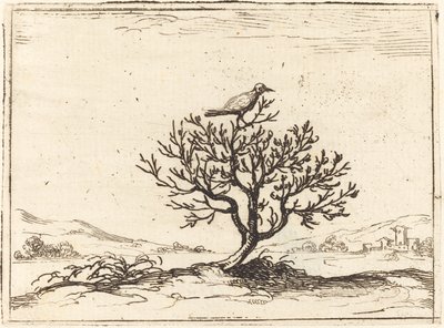 Ruiseñor en un arbusto, 1628 de Jacques Callot