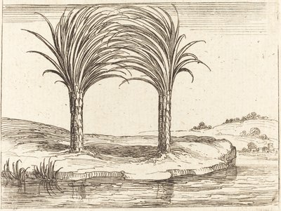 Dos palmeras de Jacques Callot
