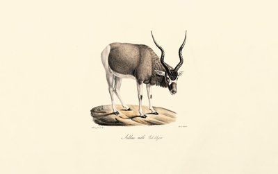  de Jacques Christophe Werner