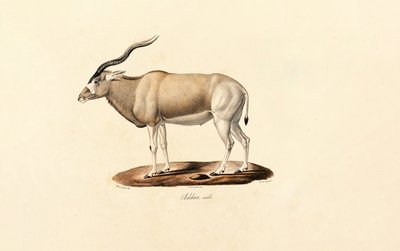  de Jacques Christophe Werner