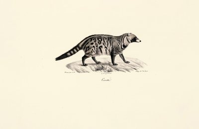 Civeta africana (Civettictis civetta) de Jacques Christophe Werner