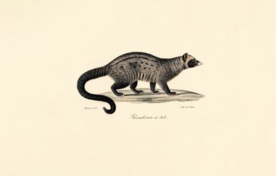 Civet africano de Jacques Christophe Werner