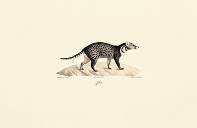 Civet africano de Jacques Christophe Werner