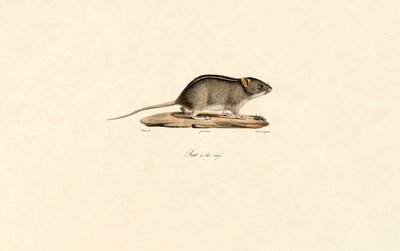 Ratón africano de rayas de Jacques Christophe Werner