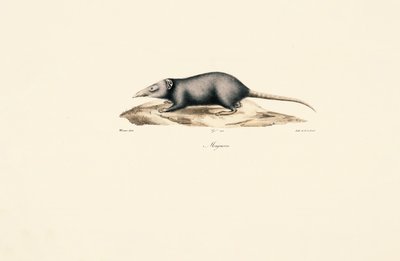  de Jacques Christophe Werner