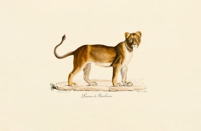 Perfil de la leona de Berbería de Jacques Christophe Werner