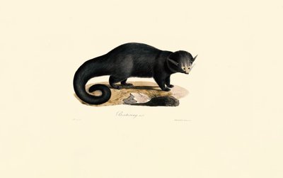 Binturong (Arctictis binturong) de Jacques Christophe Werner
