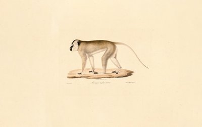 Macaco carinegro de Jacques Christophe Werner