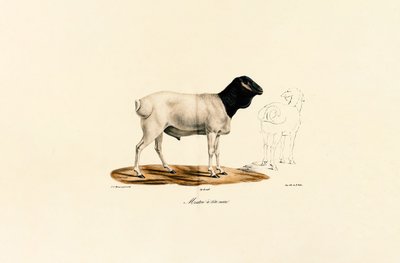 Oveja de cabeza negra de Jacques Christophe Werner