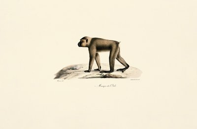 Sombrero de macaco de Jacques Christophe Werner