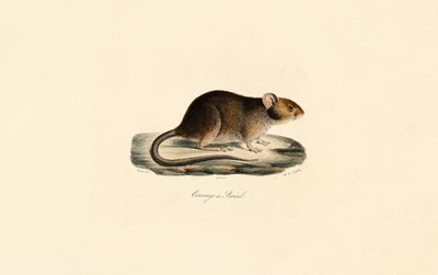  de Jacques Christophe Werner