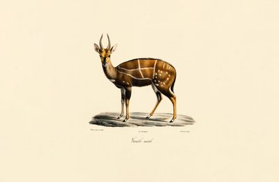  de Jacques Christophe Werner