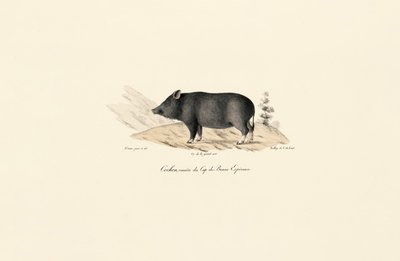  de Jacques Christophe Werner