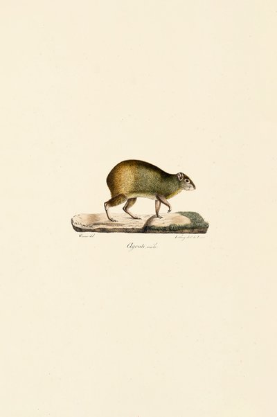  de Jacques Christophe Werner