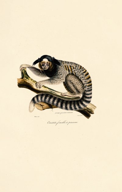  de Jacques Christophe Werner