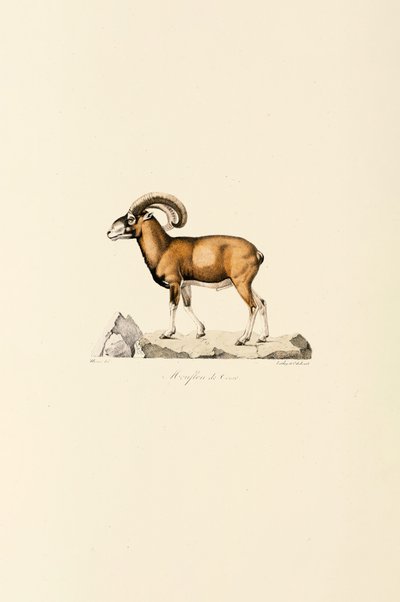 Muflón corso de Jacques Christophe Werner