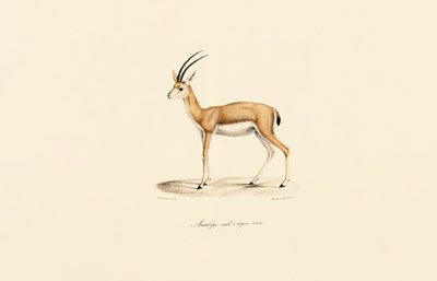  de Jacques Christophe Werner