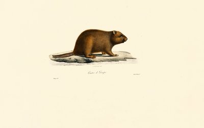 Castor europeo de Jacques Christophe Werner