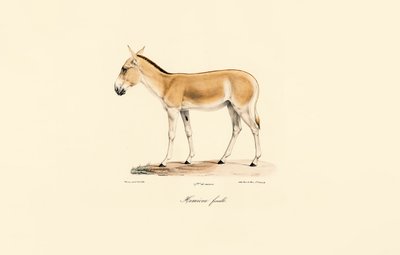  de Jacques Christophe Werner
