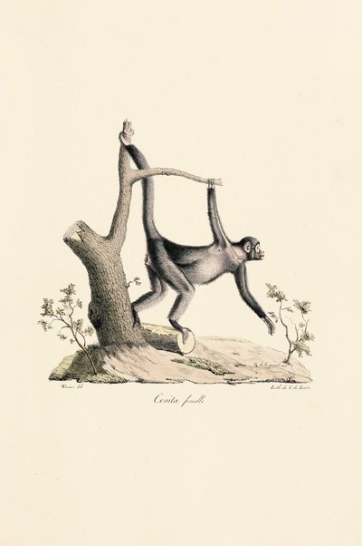  de Jacques Christophe Werner