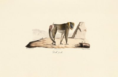 Taladro hembra de Jacques Christophe Werner