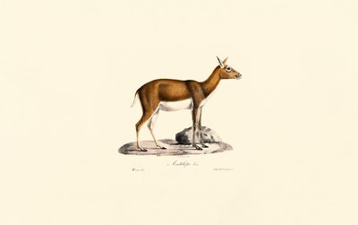 Gacela boba hembra de Jacques Christophe Werner