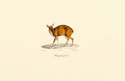 Hembra Muntjac de Jacques Christophe Werner
