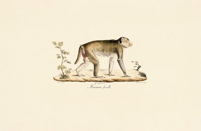  de Jacques Christophe Werner