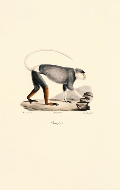  de Jacques Christophe Werner