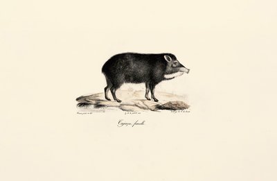  de Jacques Christophe Werner
