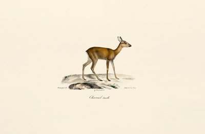  de Jacques Christophe Werner