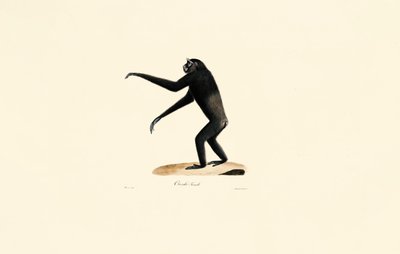 Mujer Siamang de Jacques Christophe Werner