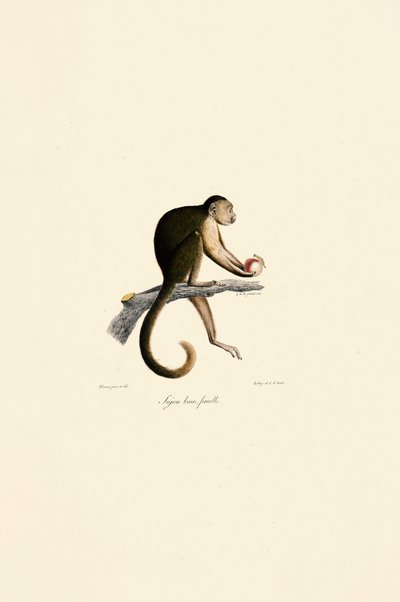  de Jacques Christophe Werner