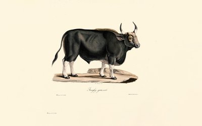  de Jacques Christophe Werner