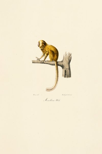  de Jacques Christophe Werner
