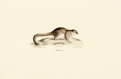  de Jacques Christophe Werner