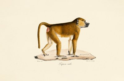  de Jacques Christophe Werner
