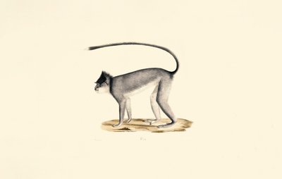 Langur Hanuman de Jacques Christophe Werner