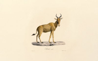  de Jacques Christophe Werner