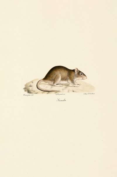  de Jacques Christophe Werner