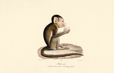 Híbrido de macaco de casco y de cola de cerdo de Jacques Christophe Werner