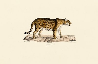  de Jacques Christophe Werner