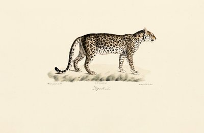 Leopardo, macho de Jacques Christophe Werner