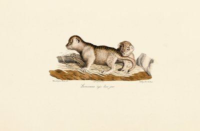 Cachorros de león de un día de Jacques Christophe Werner