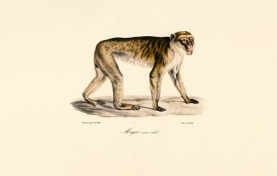 Macaco de cola larga (macho) de Jacques Christophe Werner