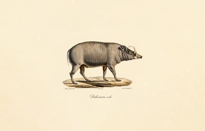 Hombre Babirusa de Jacques Christophe Werner
