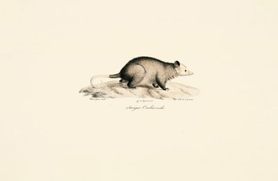  de Jacques Christophe Werner