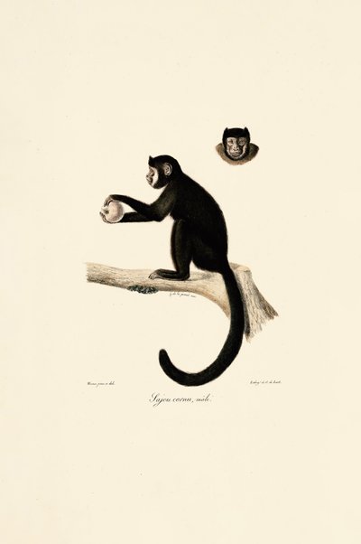 Capuchino cornudo macho de Jacques Christophe Werner